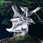 Taxus Cuspidata - Tasso 76° KOKUFU TEN 2002 - immagine 19