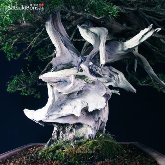 Taxus Cuspidata - Tasso 76° KOKUFU TEN 2002 - immagine 19