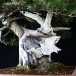 Taxus Cuspidata - Tasso 76° KOKUFU TEN 2002 - immagine 20