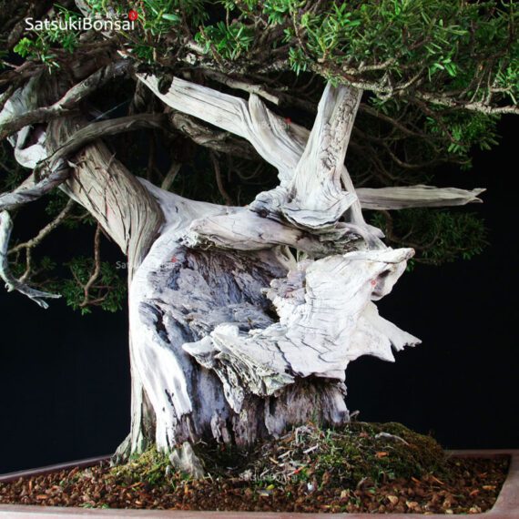 Taxus Cuspidata - Tasso 76° KOKUFU TEN 2002 - immagine 20