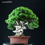 Taxus Cuspidata - Tasso 76° KOKUFU TEN 2002 - immagine 12