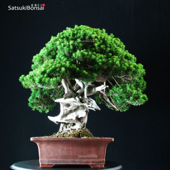 Taxus Cuspidata - Tasso 76° KOKUFU TEN 2002 - immagine 12