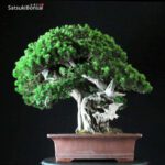 Taxus Cuspidata - Tasso 76° KOKUFU TEN 2002 - immagine 13