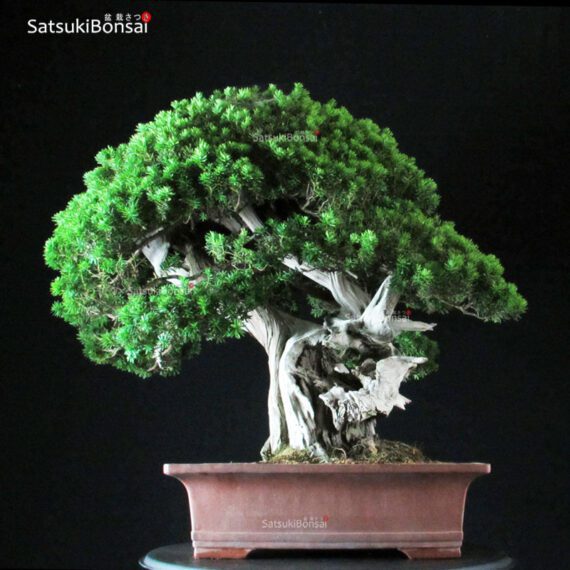 Taxus Cuspidata - Tasso 76° KOKUFU TEN 2002 - immagine 13