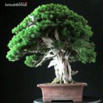 Taxus Cuspidata - Tasso 76° KOKUFU TEN 2002 - immagine 14