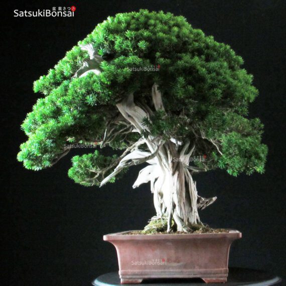 Taxus Cuspidata - Tasso 76° KOKUFU TEN 2002 - immagine 14