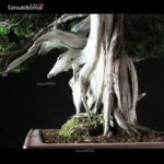 Taxus Cuspidata - Tasso 76° KOKUFU TEN 2002 - immagine 15