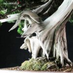 Taxus Cuspidata - Tasso 76° KOKUFU TEN 2002 - immagine 16