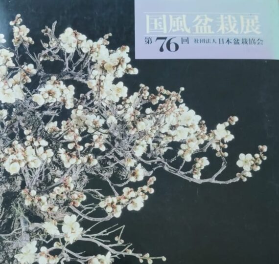 Taxus Cuspidata - Tasso 76° KOKUFU TEN 2002 - immagine 21