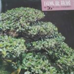 Taxus Cuspidata - Tasso 76° KOKUFU TEN 2002 - immagine 22