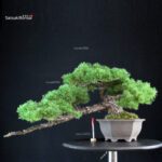 Pinus Pentaphylla - Goyomatsu
