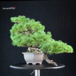 Pinus Pentaphylla - Goyomatsu - immagine 2