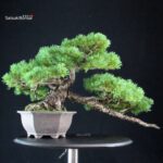 Pinus Pentaphylla - Goyomatsu - immagine 3