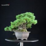 Pinus Pentaphylla - Goyomatsu - immagine 4