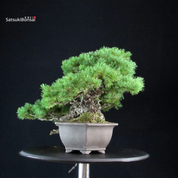 2464_8-Pinus-pentaphylla Pinus Pentaphylla - Goyomatsu - immagine 4