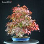 Acero Palmato Yamamomiji