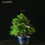 Juniperus Chinensis Itoigawa - immagine 3