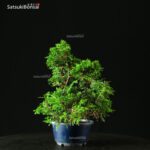 Juniperus Chinensis Itoigawa - immagine 4