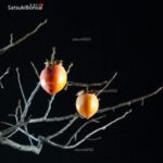 Diospyros Kaki - immagine 5