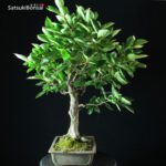 Diospyros Kaki - immagine 8