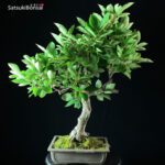 Diospyros Kaki - immagine 9