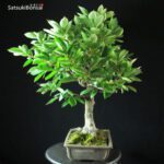 Diospyros Kaki - immagine 10