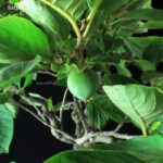 Diospyros Kaki - immagine 6