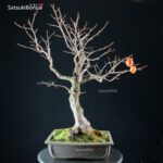 Diospyros Kaki - immagine 3