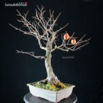 Diospyros Kaki - immagine 4