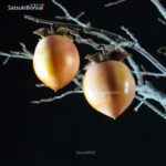 Diospyros Kaki - immagine 2