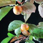 Diospyros Kaki - immagine 3