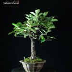 Diospyros Kaki - immagine 10