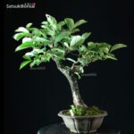 Diospyros Kaki - immagine 11