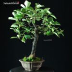 Diospyros Kaki - immagine 9