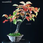 Diospyros Kaki - immagine 4