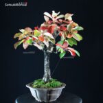 Diospyros Kaki - immagine 5