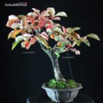 Diospyros Kaki - immagine 6