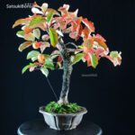 Diospyros Kaki - immagine 7