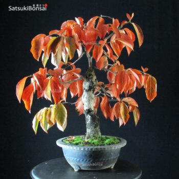 Diospyros Kaki