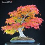 Acero Palmato Yamamomiji