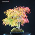 Acero Palmato Yamamomiji - immagine 2