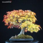 Acero Palmato Yamamomiji - immagine 3