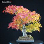 Acero Palmato Yamamomiji - immagine 4