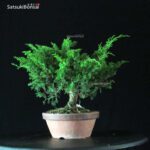 Juniperus Chinensis Itoigawa - immagine 2