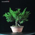 Juniperus Chinensis Itoigawa - immagine 4