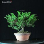 Juniperus Chinensis Itoigawa - immagine 3