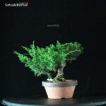 Juniperus Chinensis Itoigawa - immagine 2