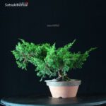 Juniperus Chinensis Itoigawa - immagine 4