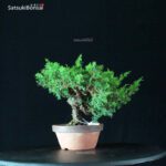 Juniperus Chinensis Itoigawa - immagine 3