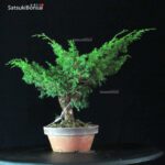 Juniperus Chinensis Itoigawa - immagine 2